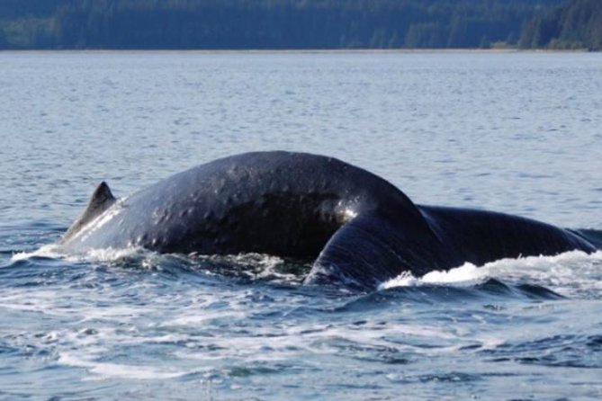 Icy Strait Shore Excursion: Whale Watching Adventure Tour - A Small Boat Built for Alaska Weather