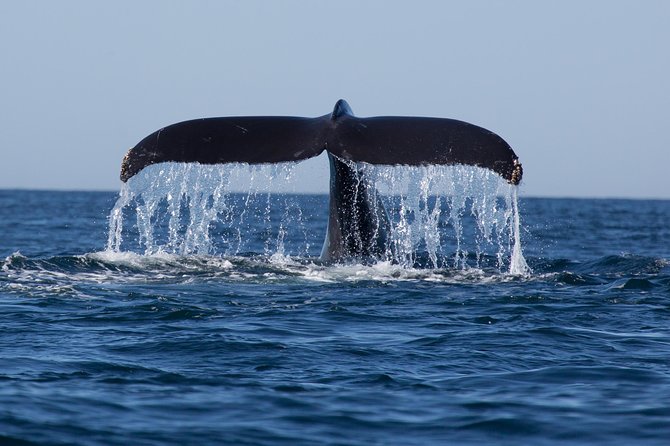 Icy Strait Shore Excursion: Whale Watching Adventure Tour - Cultural Stories and Marine Biology