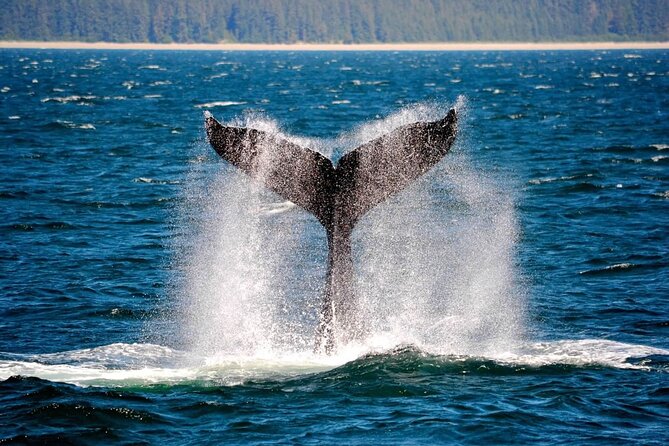 Icy Strait Whale & Wildlife Endeavor - Key points at a glance