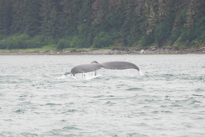 Icy Strait Whale & Wildlife Endeavor - The six-person boat changes the whole outing