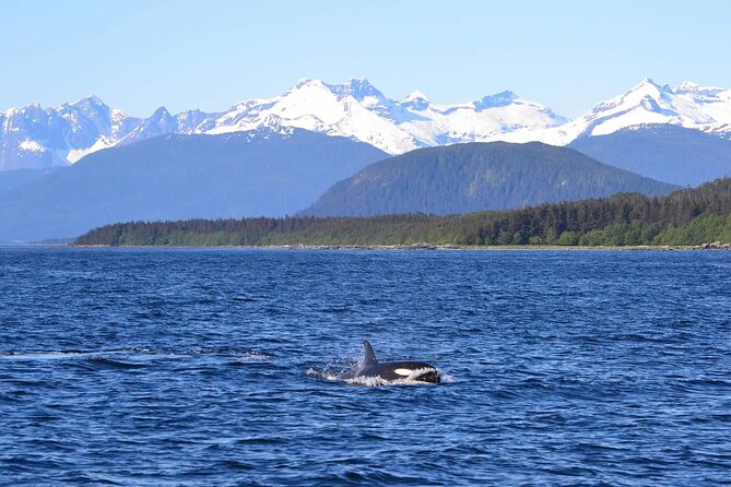 Icy Strait Whale & Wildlife Endeavor - What the 3-hour-45-minute itinerary feels like
