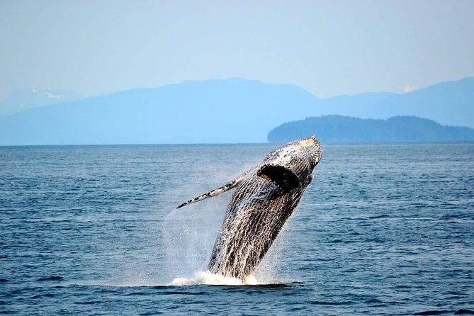 Icy Strait Whale & Wildlife Endeavor - Captain Seth and the value of local guidance