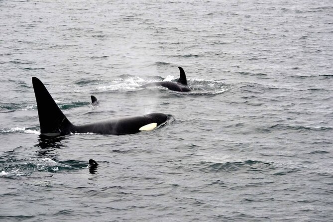 Icy Strait Whale & Wildlife Endeavor - Price, comfort, and who gets the best value