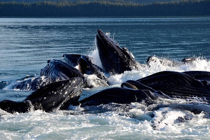 Icy Strait Whale & Wildlife Endeavor - Weather, sea conditions, and what to bring