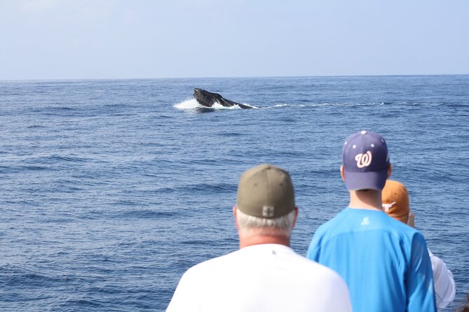'Imiloa Express Whale Watch and Cocktail Tour - Key points before you book