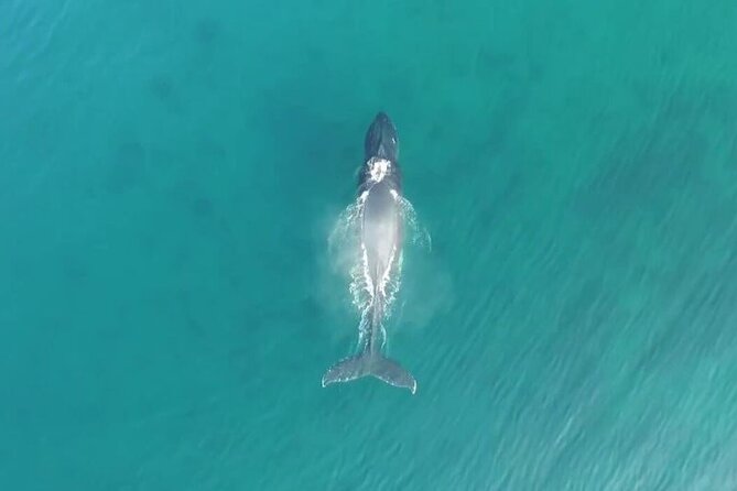 'Imiloa Express Whale Watch and Cocktail Tour - Why this whale cruise works best in migration season