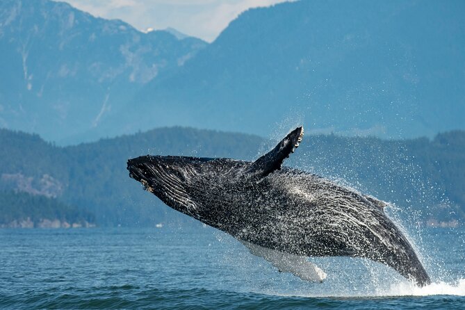 Intimate West Coast Whale Watching - Partly-Sheltered - Key points before you book
