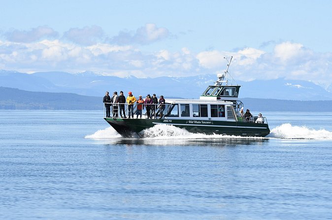 Intimate West Coast Whale Watching - Partly-Sheltered - The chance of seeing orcas