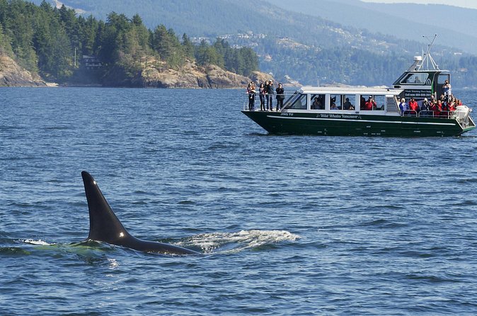 Intimate West Coast Whale Watching - Partly-Sheltered - Guides who explain what you are seeing
