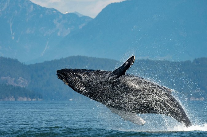 Intimate West Coast Whale Watching - Partly-Sheltered - Is $169.34 a fair price?