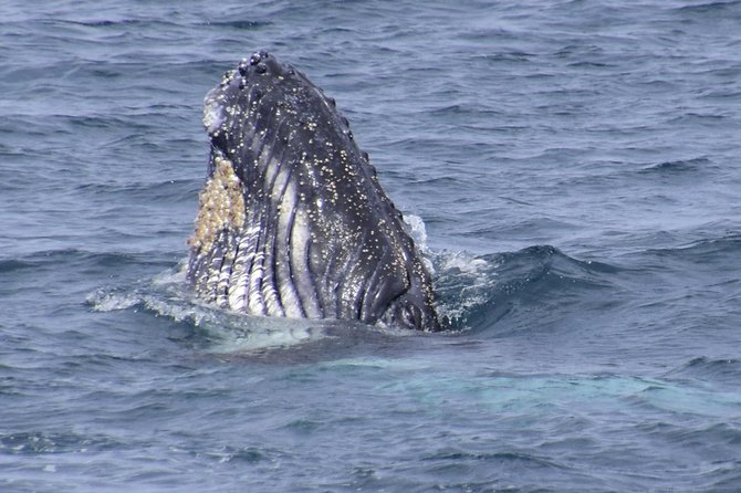 Jervis Bay Whale Watching Tour - The boat ride and sea conditions