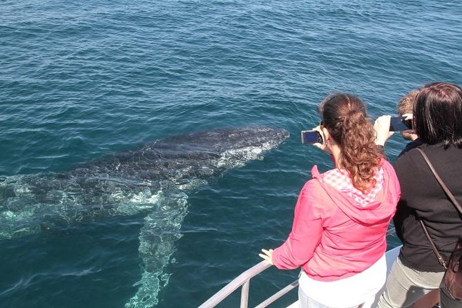 Jervis Bay Whale Watching Tour - The marine life you may see
