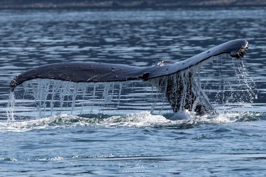 Juneau: 3.5-Hour Small Group Whale Watching Tour - Why the small catamaran matters in Juneau