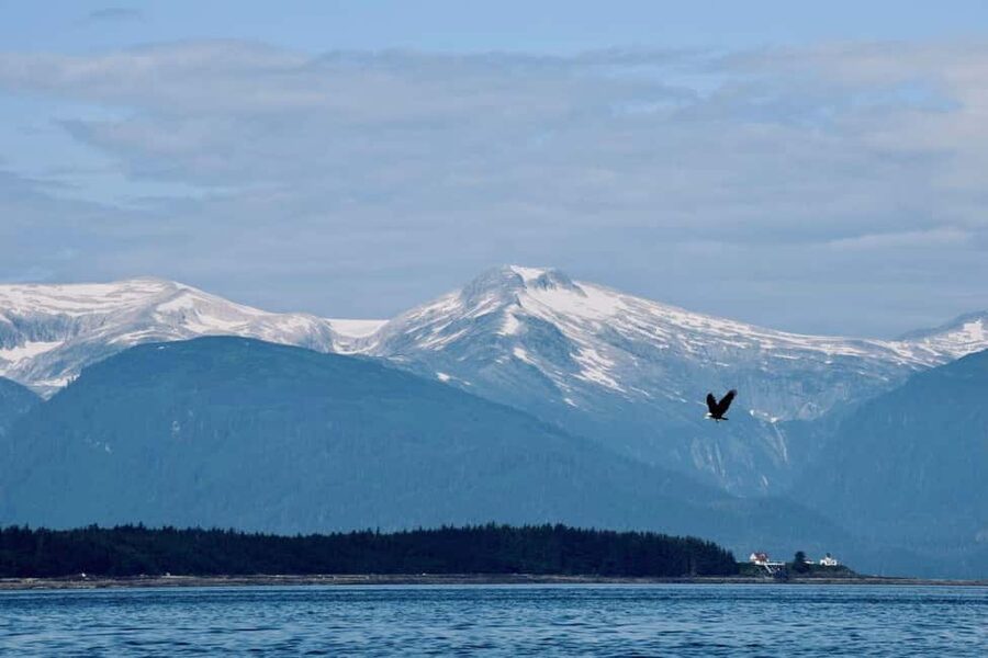 Juneau: 3.5-Hour Small Group Whale Watching Tour - The return ride and overall pace
