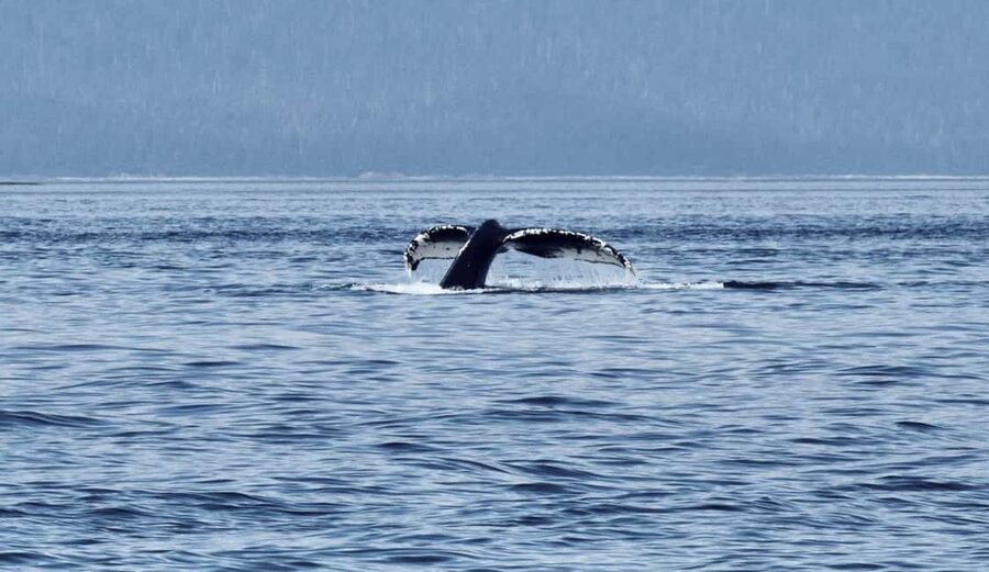 Juneau: 3.5-Hour Small Group Whale Watching Tour - My call: book it if whale watching is your Juneau priority