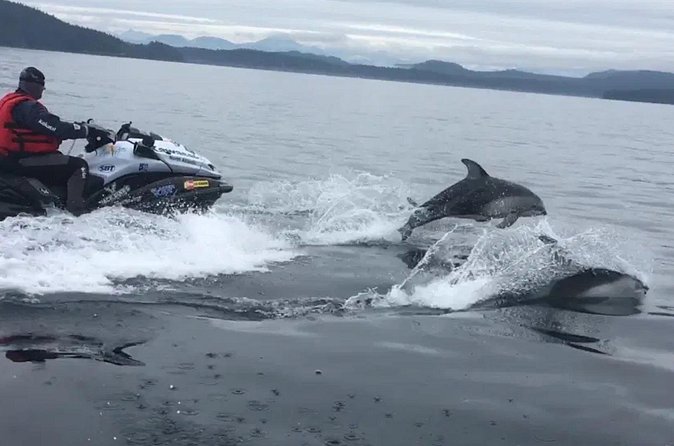Juneau Jetski & Whale Adventure - Wildlife watching with a respectful distance