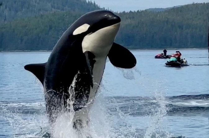 Juneau Jetski & Whale Adventure - Admiralty Island, the Fortress of the Bear