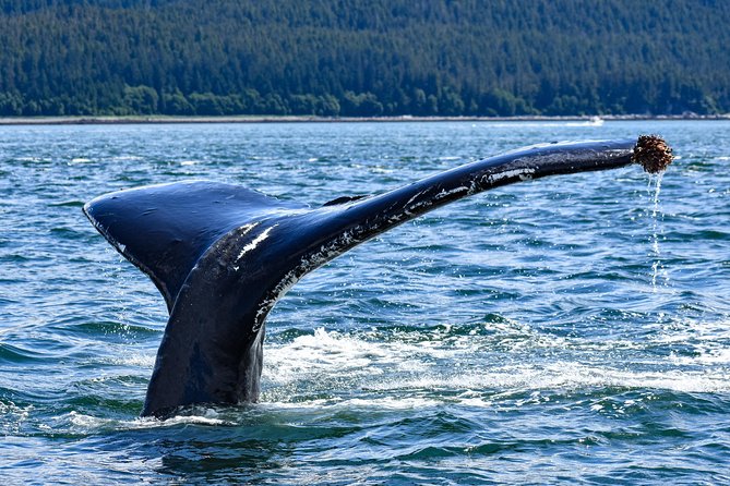 Juneau Lighthouse Tours - Whale watching & Lighthouse Combo - Why this Juneau outing feels different