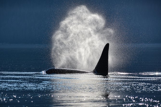 Juneau Lighthouse Tours - Whale watching & Lighthouse Combo - Is $199 a fair price?