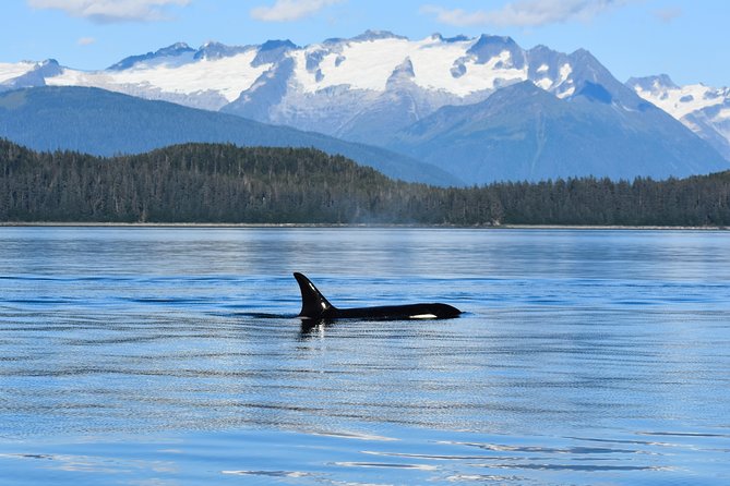 Juneau Lighthouse Tours - Whale watching & Lighthouse Combo - Who will enjoy this most