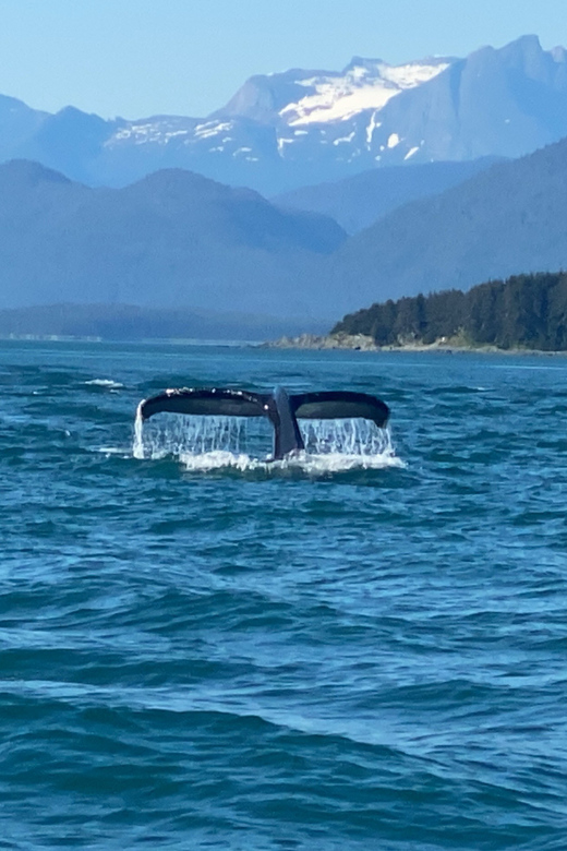 Juneau: Mendenhall Glacier and Whale Watching Tour - Steep Creek, salmon, and the chance of a bear