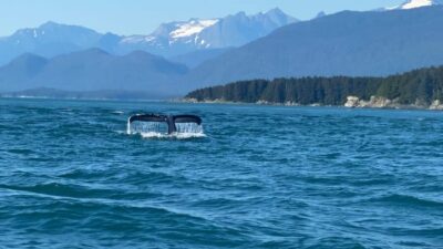 Mendenhall Glacier and Whale Watching Tour