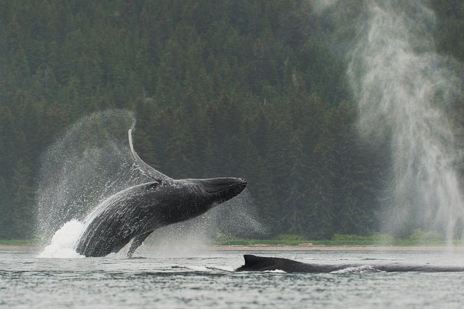 Juneau Shore Excursion: Paddle with Whales Kayak Adventure - Why This Juneau Excursion Feels Different