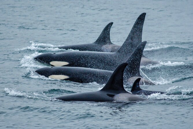 Juneau Whale Watch Adventure - Key points at a glance