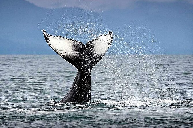 Juneau Whale Watch Adventure - From downtown Juneau to Auke Bay Harbor