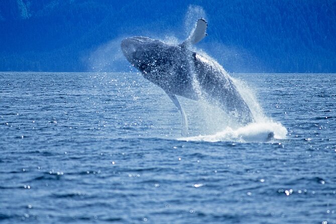 Juneau Whale Watch Adventure - The wildlife you might see