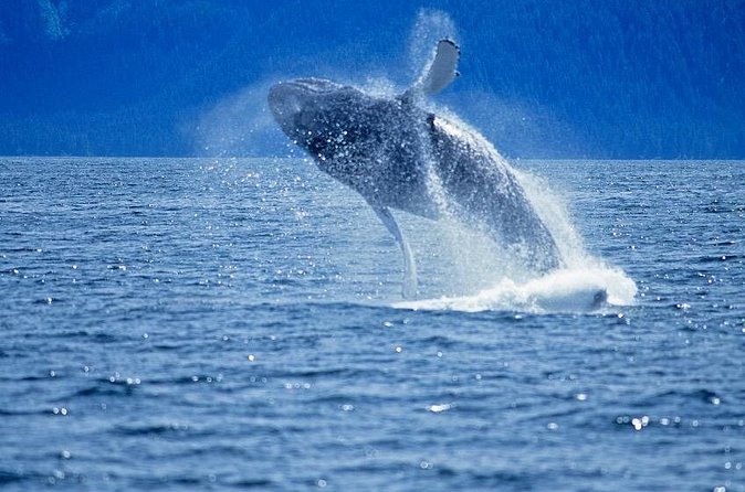 Juneau Whale Watch Adventure - What $150 buys you