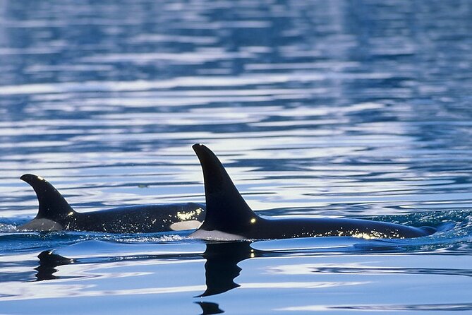 Juneau Whale Watch Adventure - A practical look at comfort and access