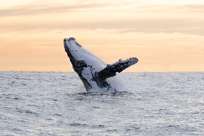 Juneau Whale Watch Adventure - Who will enjoy this Juneau outing most