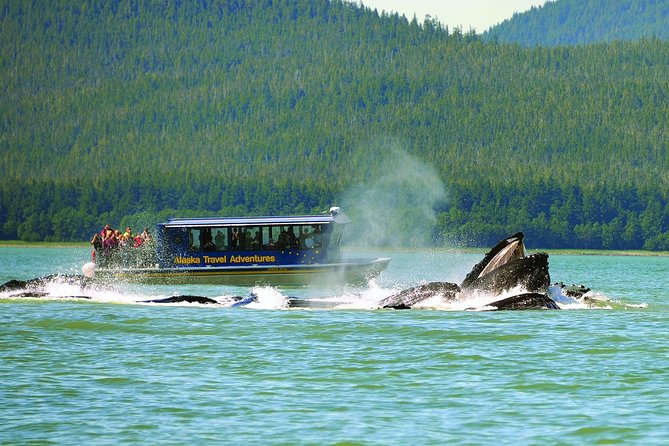 Juneau Whale Watching Adventure - From the Mount Roberts Tramway to Auke Bay