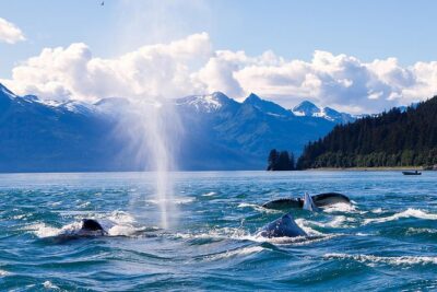 Juneau Whale Watching Adventure