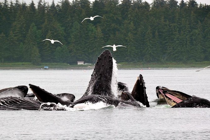 Juneau Whale Watching Adventure - Wildlife beyond the humpbacks