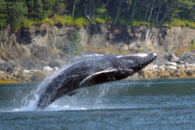 Juneau Whale Watching Adventure - Is $189 a fair price?