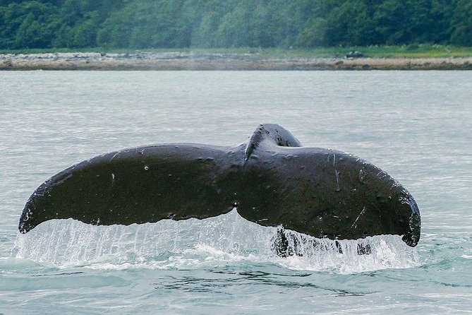Juneau Whale Watching Adventure - Weather, delays, and the practical risks