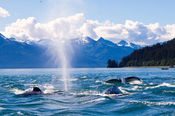 Juneau Whale Watching Adventure - What whale watching in Auke Bay is really like