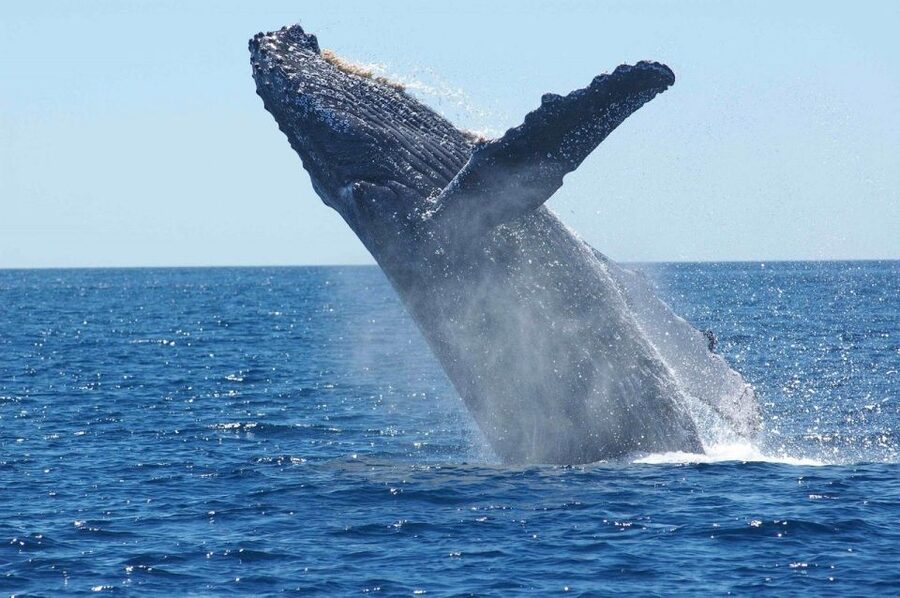 Juneau: Whale Watching and Mendenhall Glacier Day Trip - Key points to know before you book