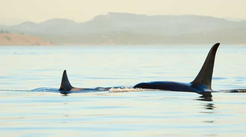 Juneau: Whale Watching and Mendenhall Glacier Day Trip - One outing, two very different Juneau experiences
