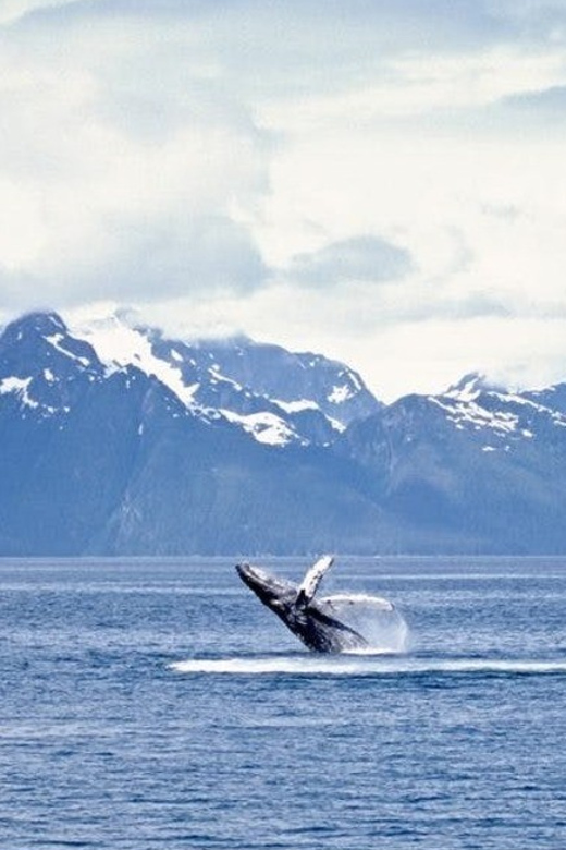 Juneau: Whale Watching and Mendenhall Glacier Day Trip - The bus ride to Mendenhall Glacier