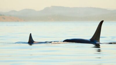 Whale Watching and Mendenhall Glacier Day Trip