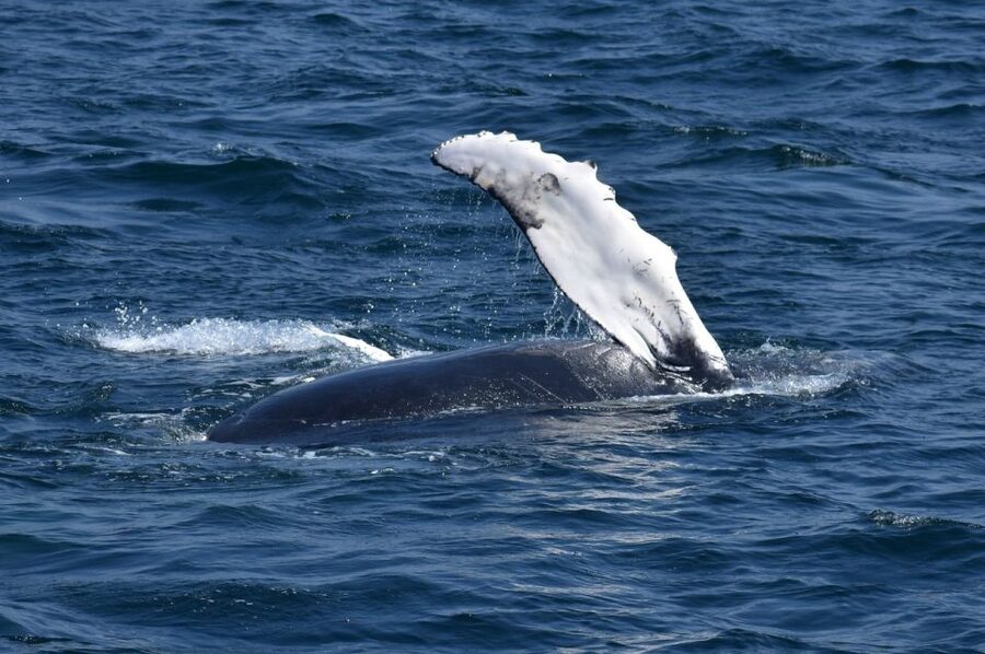 Juneau: Whale Watching and Mendenhall Glacier Day Trip - What you may see on the water