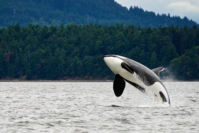 Juneau Whale Watching and Salmon Bake - Key points to know before booking