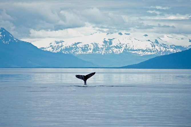 Juneau Wildlife Whale Watching - Why this Juneau whale trip works well from a cruise ship