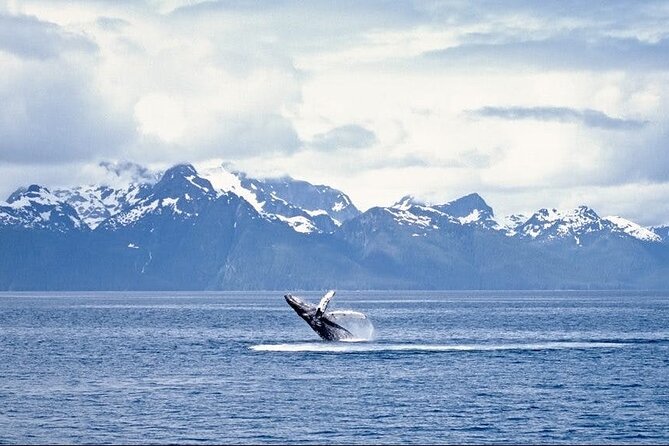 Juneau Wildlife Whale Watching - Finding humpbacks in Juneau’s waters