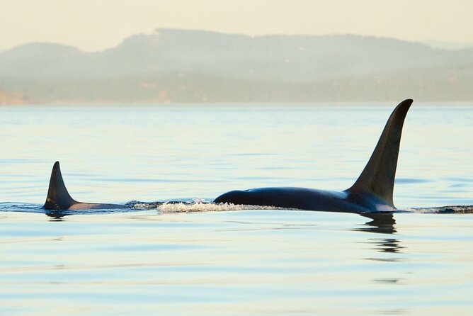 Juneau Wildlife Whale Watching - Who should book this Juneau excursion?