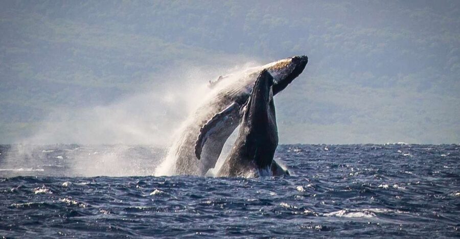 Kaanapali: Whale Watching Cruise with Open Bar - Key points at a glance