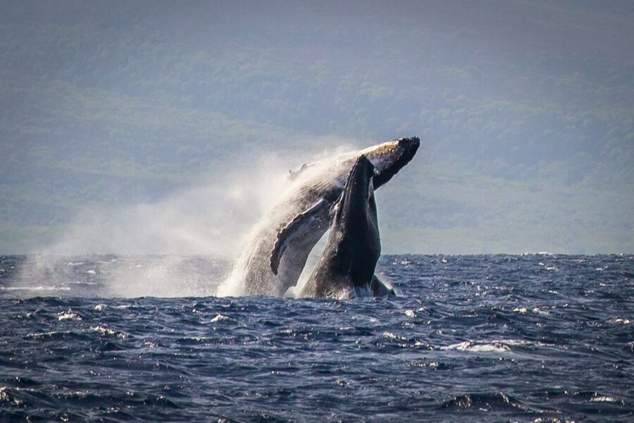 Kaanapali: Whale Watching Cruise with Open Bar - Kaanapali Beach is your launch point